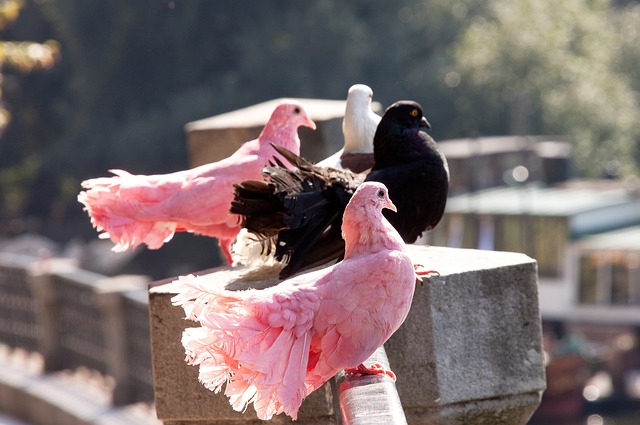 通过引进世 通过引进世