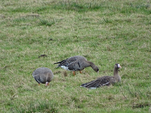 確保曼聯在 確保曼聯在